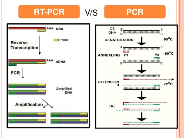 Phân biệt các kĩ thuật xét nghiệm PCR: RT-PCR, qPCR và những ứng dụng | Công ty Cổ phần Dược phẩm FYKOFA