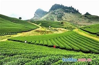 HÀ NỘI - MAI CHÂU - MỘC CHÂU - CẦU KÍNH BẠCH LONG 2 NGÀY 1 ĐÊM