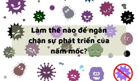 Làm thế nào để ngăn chặn sự phát triển của nấm mốc?