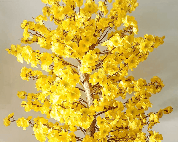 Hoa mai xoắn song long đại