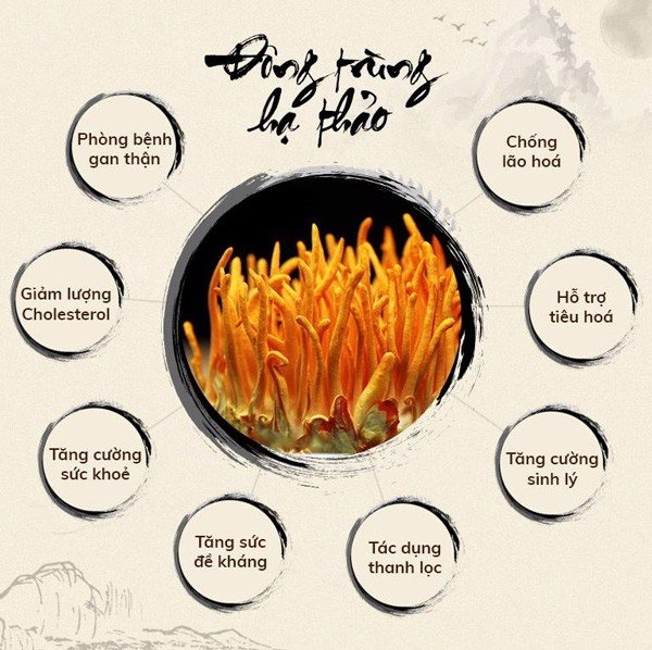 công dụng của đông trùng hạ thảo