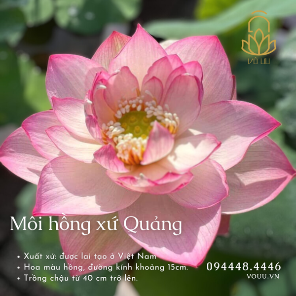 Môi hồng xứ Quảng