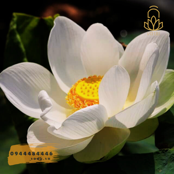 White Snow lotus - Bạch Tuyết đơn