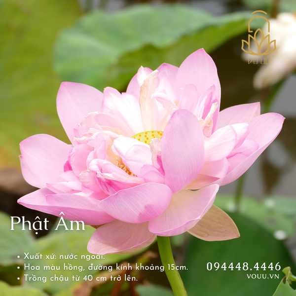 Hạt giống Phật Âm