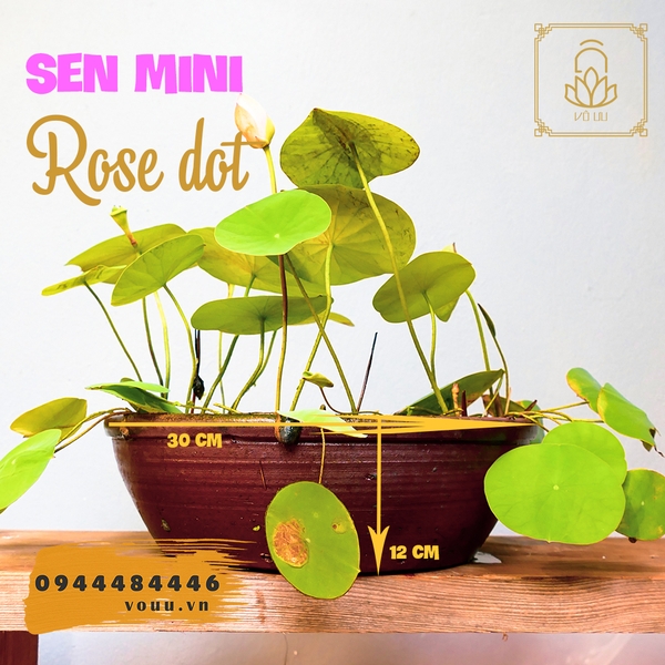 Chậu Sen mini Rose Dot