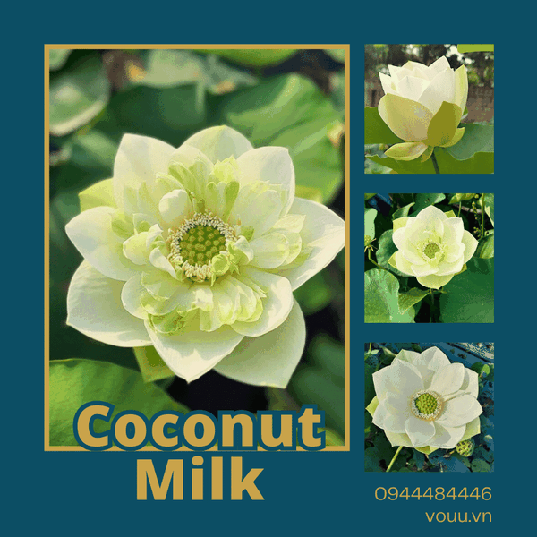Củ giống sen Coconut Milk Lotus - Sữa dừa | Sen Vô Ưu