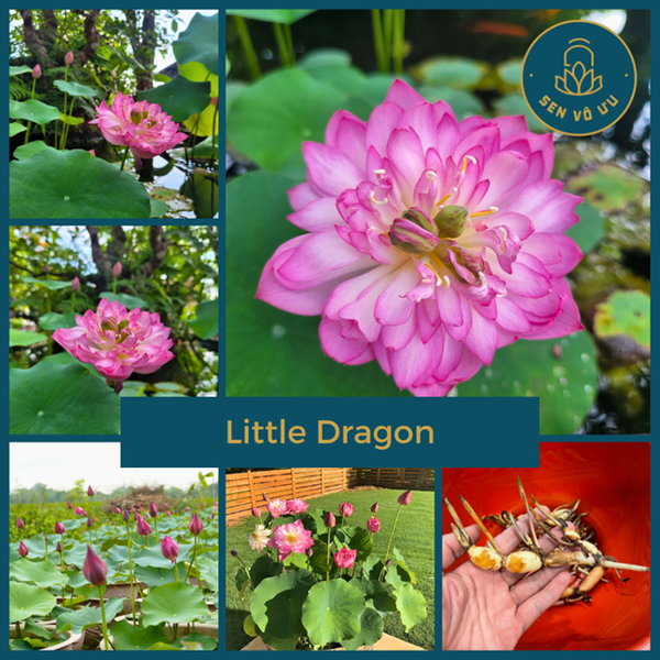 Củ giống sen Little Dragon