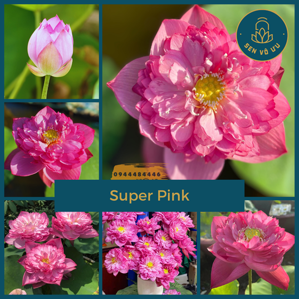 Củ giống Super Pink