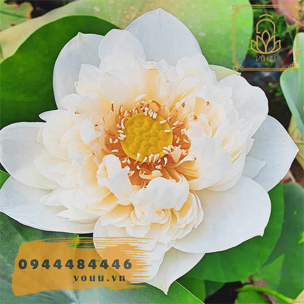 White Snow lotus - Bạch Tuyết kép