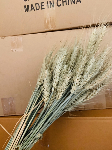 Bó lúa mạch khô -khoảng 70 bông