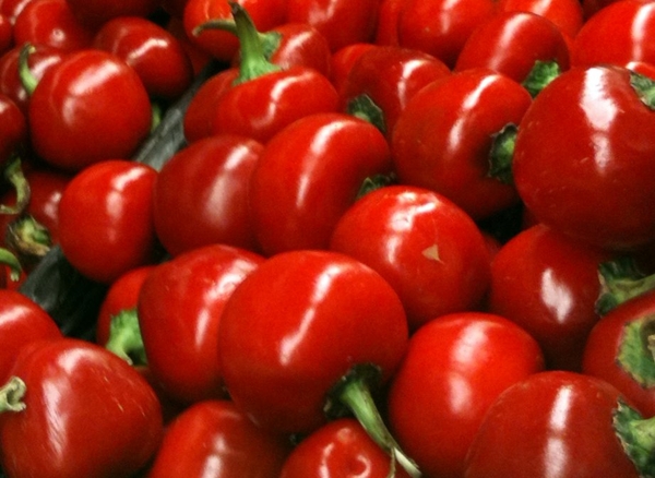 Chậu cây Ớt Pimiento - Ớt Cherry - Ớt Anh Đào - Ớt tròn ngũ sắc - trái non màu tím, chín chuyển đỏ rất đẹp