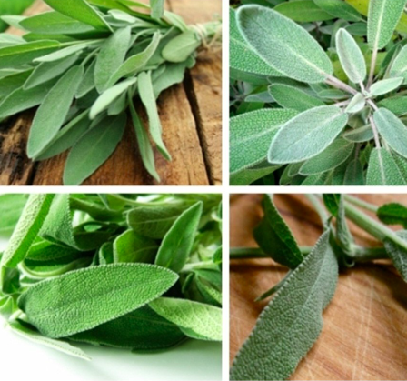 Gói 20 hạt giống Xô Thơm, Sage trắng - Sacred White Sage Gói 20 hạt giống Xô Thơm, Sage trắng - Sacred White Sage