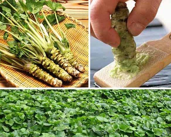 Gói 50 hạt giống củ mù tạt wasabi Nhật Bản - Wasabi Japanese Horseradish Vegetable