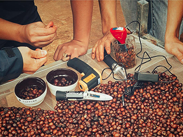 PHÂN BIỆT CÀ PHÊ ARABICA VÀ ROBUSTA: NỮ HOÀNG VÀ NGƯỜI HỌ HÀNG XẤU XÍ?