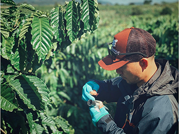 ROBUSTA: “KIM CƯƠNG THÔ” BỊ LÃNG QUÊN CỦA NGÀNH CÀ PHÊ!