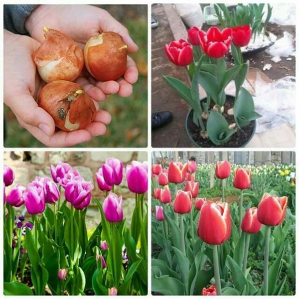 Củ hoa tulip Hà Lan