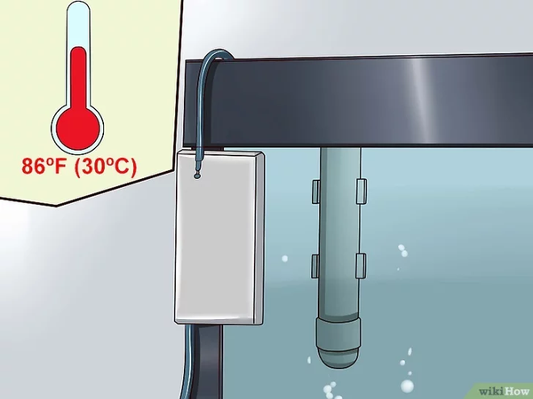 Điều Trị Bệnh Nấm Trắng Ở Cá Cảnh Thuỷ Sinh 1