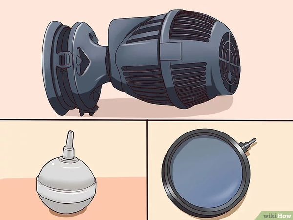 Điều Trị Bệnh Nấm Trắng Ở Cá Cảnh Thuỷ Sinh 2