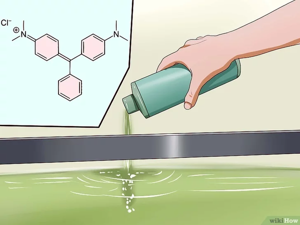 Điều Trị Bệnh Nấm Trắng Ở Cá Cảnh Thuỷ Sinh 7