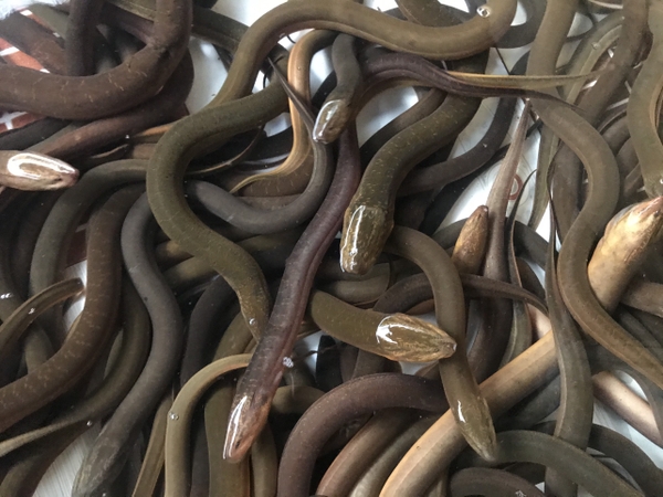 [Image: 4-f797c990-96f8-4776-bbc2-a6aa9a4fa802.j...3037391490]