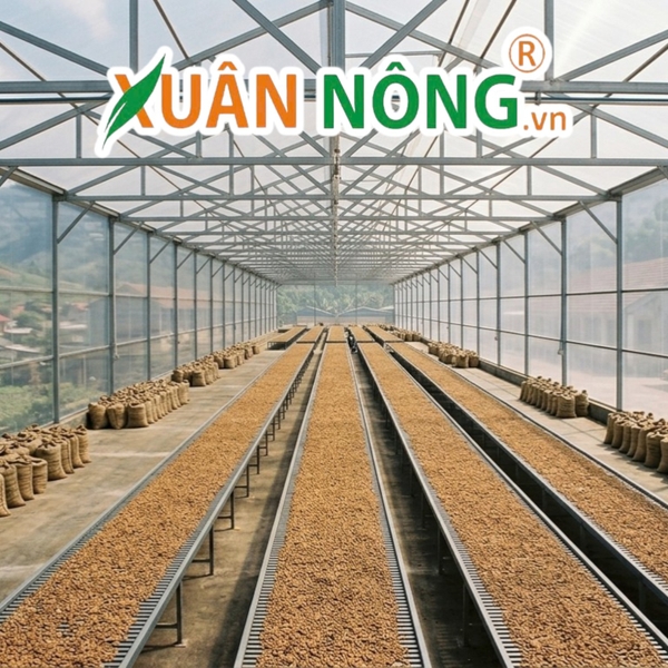 Nhà kính phơi sấy hay phơi nắng truyền thống — đâu là lựa chọn đúng ch