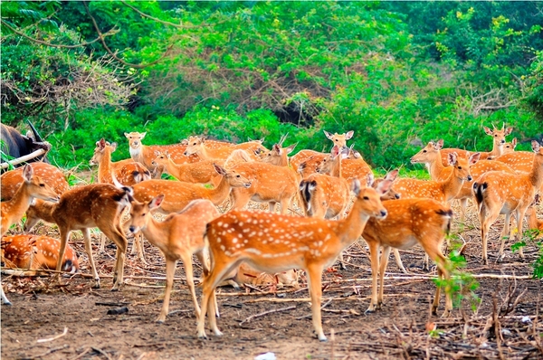 Tour Nha Trang Đảo Khỉ 4 Ngày 3 Đêm