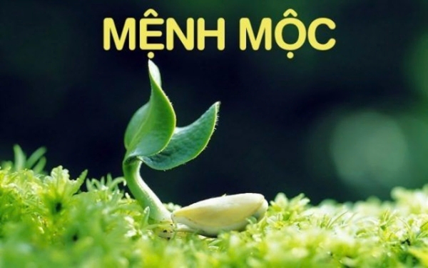 Ý Nghĩa Mệnh Mộc: Sức Mạnh, Sự Sinh Sôi và Thành Công