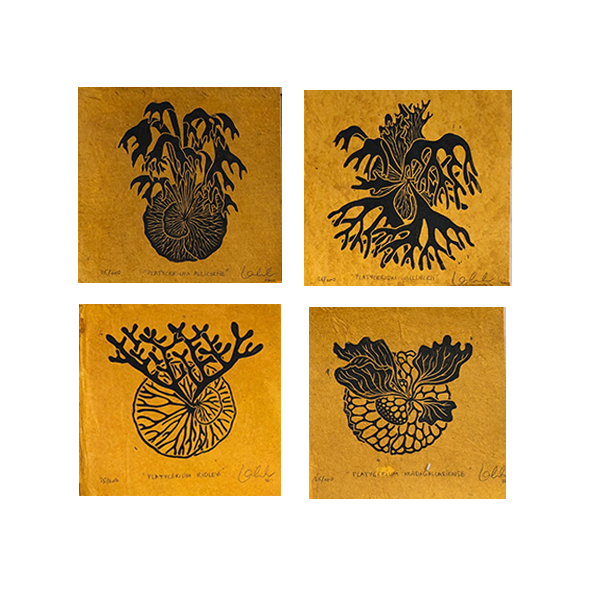 Platyceriums Lino Print