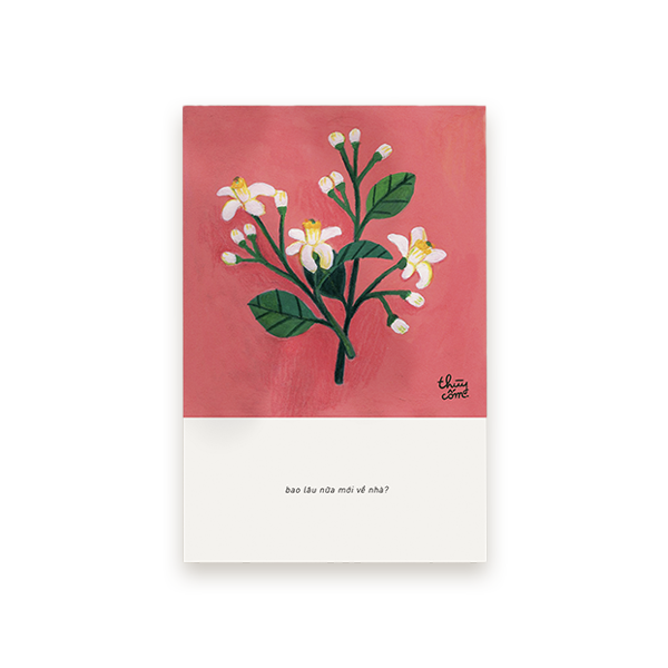Hoa Bưởi - Pomelo Flower Postcard
