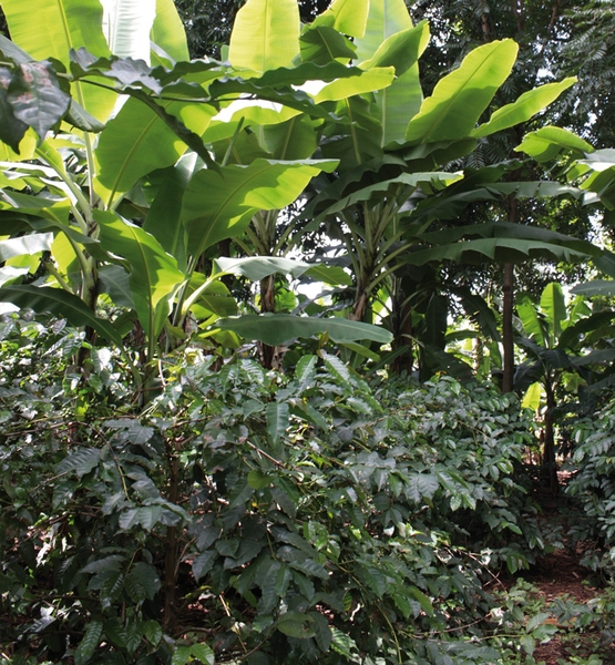 trồng cà phê theo mô hình nông lâm kết hợp