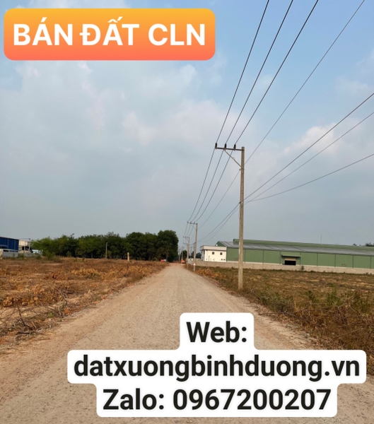Bán 6.000 m2 đất cao su mặt tiền ngang 110 mét đường tại phường Chánh Phú Hoà, Tx. Bến Cát, tỉnh Bình Dương