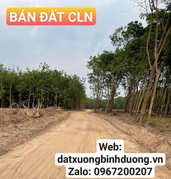 Bán 8.000 m2 đất cao su 2 mặt tiền đường tại xã Tân Bình, huyện Bắc Tân Uyên, tỉnh Bình Dương