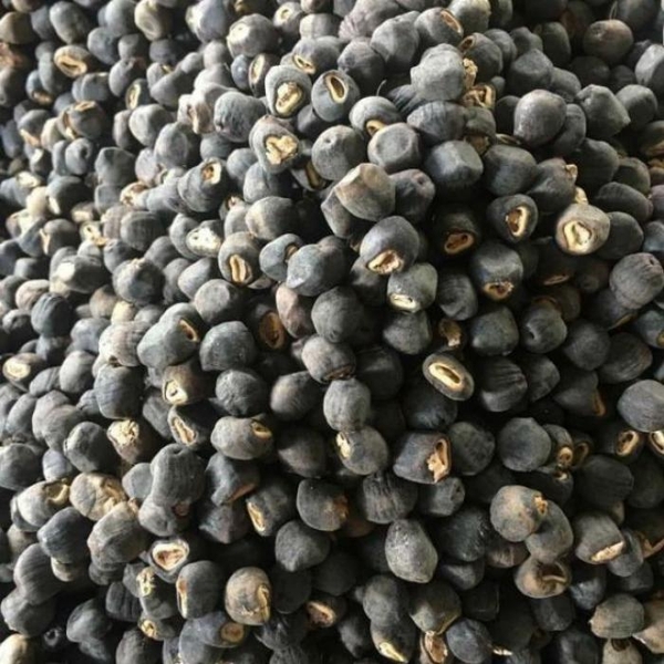 Chuối cô đơn - Thần dược kỳ diệu của người Raglai