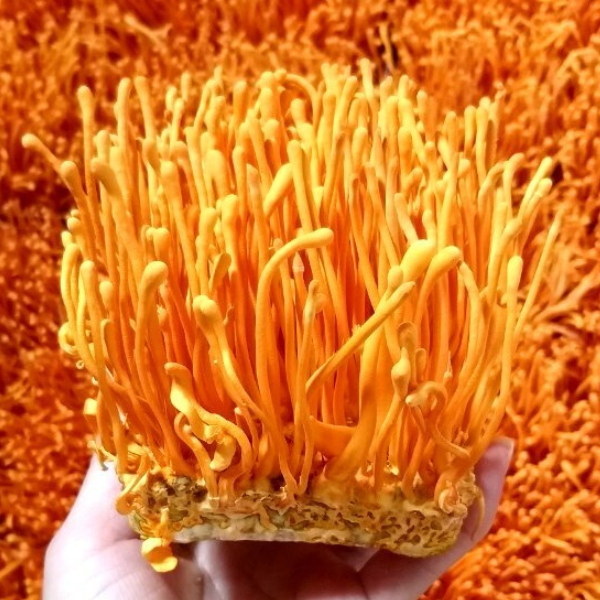 Đông trùng hạ thảo: Dược liệu