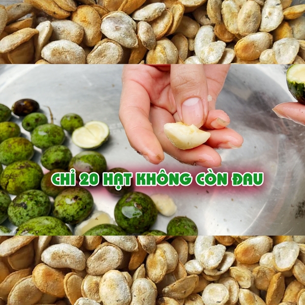 Hình ảnh thật quả hạt sành (hạt sang) chuẩn nhất