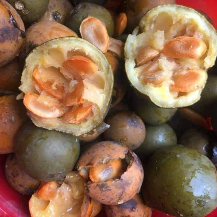 Hình ảnh thật về quả hạt sành chữa dạ dày, đại tràng