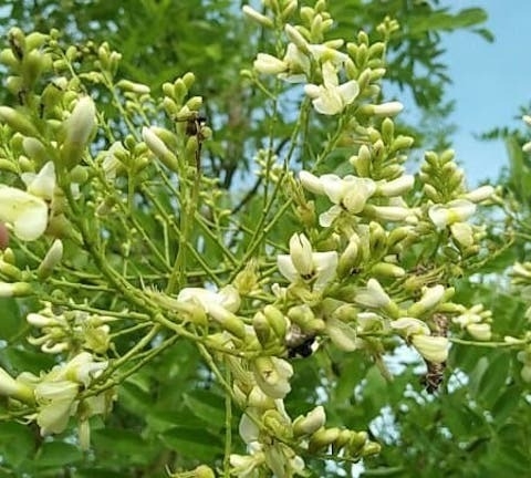 Công dụng của hoa hòe với sức khỏe con người Công dụng của hoa hòe với sức khỏe con người