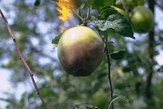 Sâu bệnh hại và biện pháp phòng trừ trên cây táo