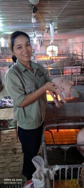 CHĂM SÓC HEO NÁI SIÊU NẠC MANG THAI