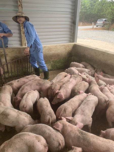 vusonduc farm giao heo giống siêu nạc