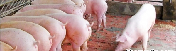 Heo thịt siêu nạc 110kg đến 115kg