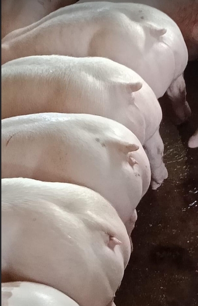 Heo thịt siêu nạc loại từ 121 kg - 125 kg