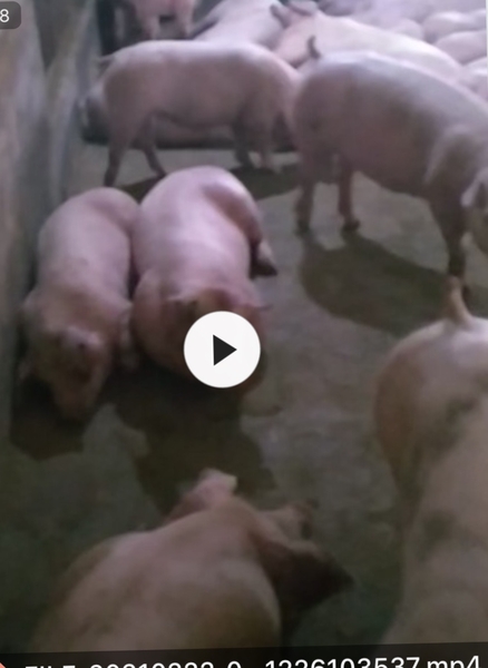 Heo thịt siêu nạc loại từ 116 - 120kg