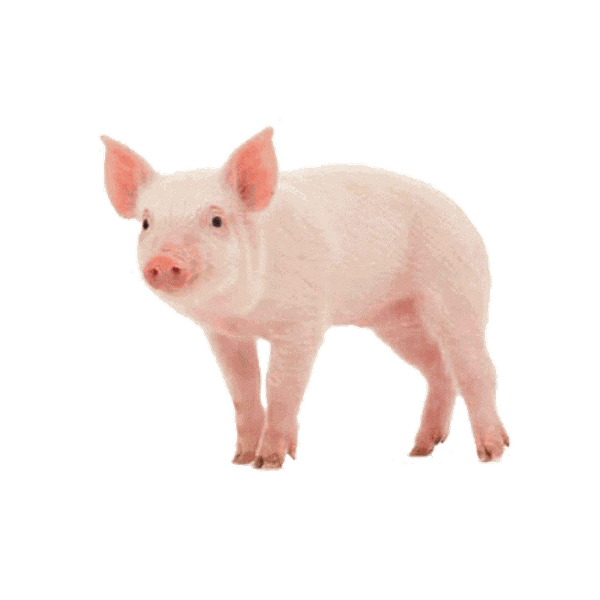 HEO CON NUÔI THỊT 20KG