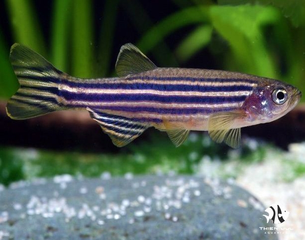 Zebra Danio