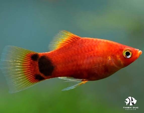 Platy Red Mickey Mouse