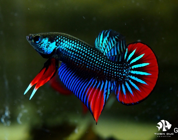 Betta Imbellis Male