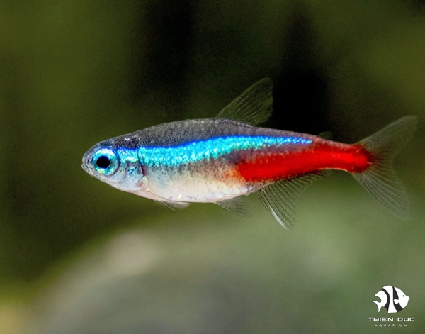 Neon Tetra ( Bred )