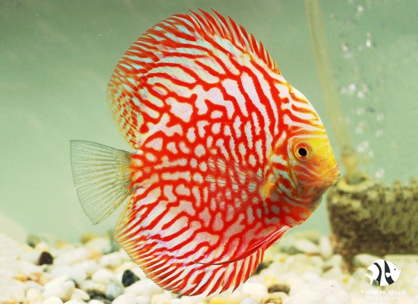 Pigeon Red Discus