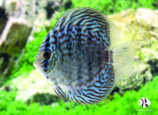 Mixed Blue Discus